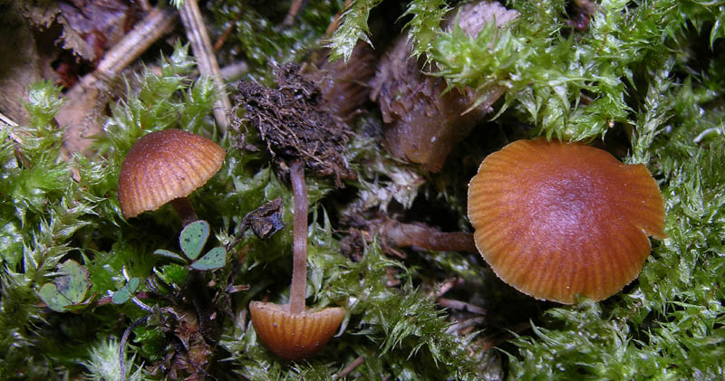 Galerina da deteminare n�11.